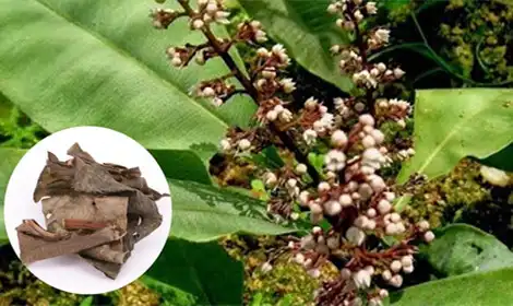 What Is Kacip Fatimah Extract and Its Uses?